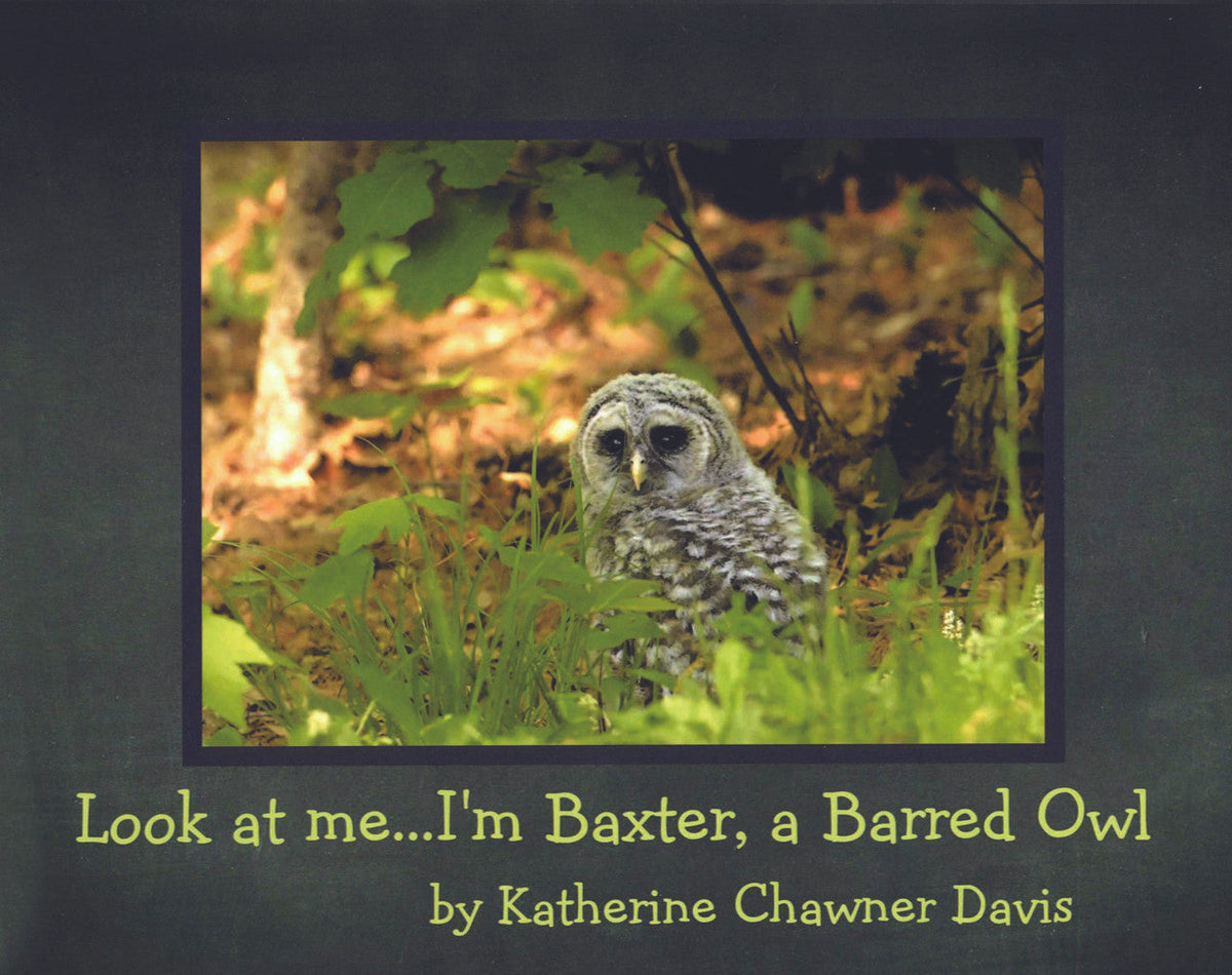 Look At Me... I'm Baxter, A Barred Owl
